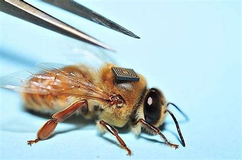 bees wearing rfid tags 2016|rfid honey bee.